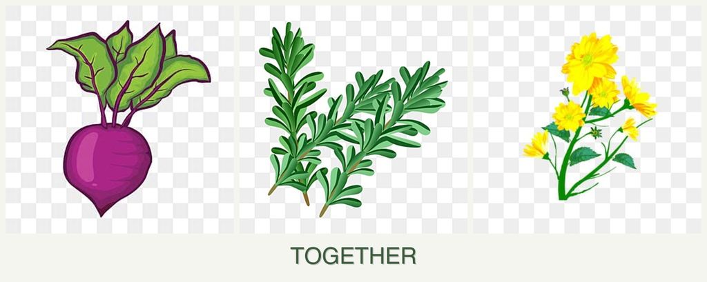 Can you plant beets, rosemary and calendula together?
