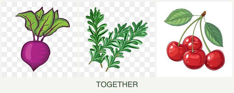 Can you plant beets, rosemary and cherries together?