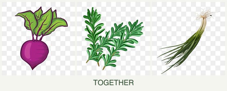 Can you plant beets, rosemary and chives together?