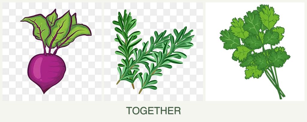 Can you plant beets, rosemary and cilantro together?