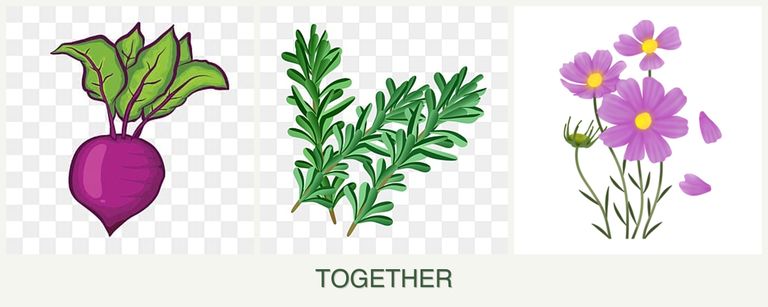 Can you plant beets, rosemary and cosmos together?