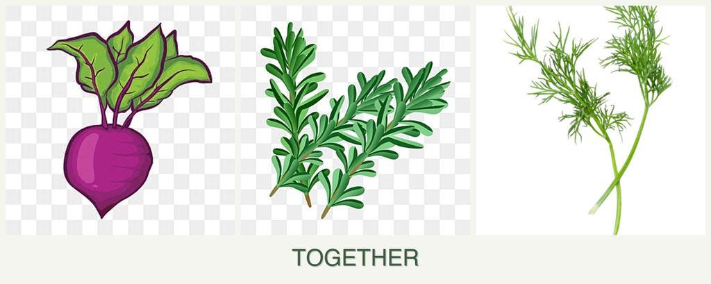Can you plant beets, rosemary and dill together?