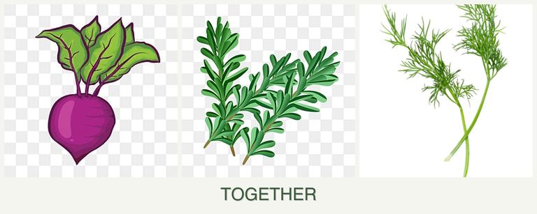 Can you plant beets, rosemary and dill together?