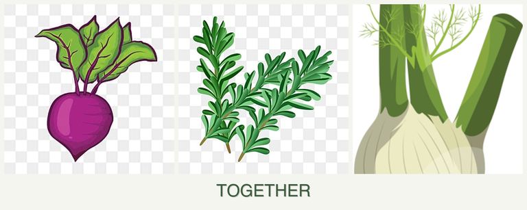 Can you plant beets, rosemary and fennel together?
