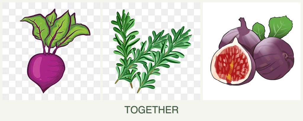 Can you plant beets, rosemary and figs together?