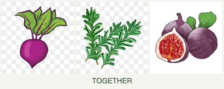 Can you plant beets, rosemary and figs together?