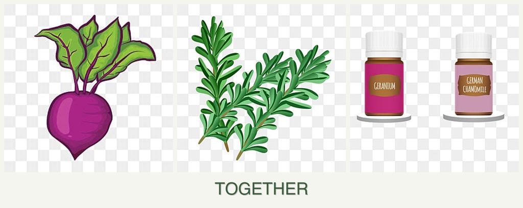 Can you plant beets, rosemary and geraniums together?