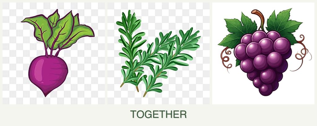 Can you plant beets, rosemary and grapes together?
