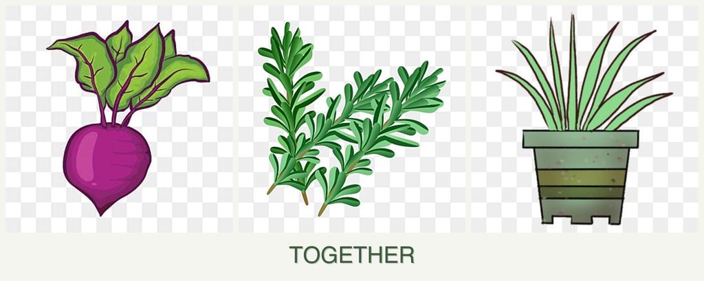 Can you plant beets, rosemary and lemongrass together?