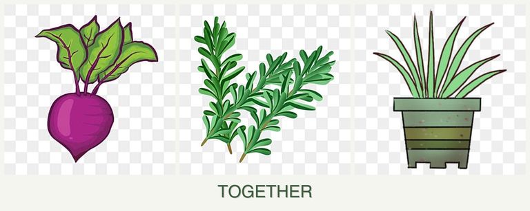 Can you plant beets, rosemary and lemongrass together?
