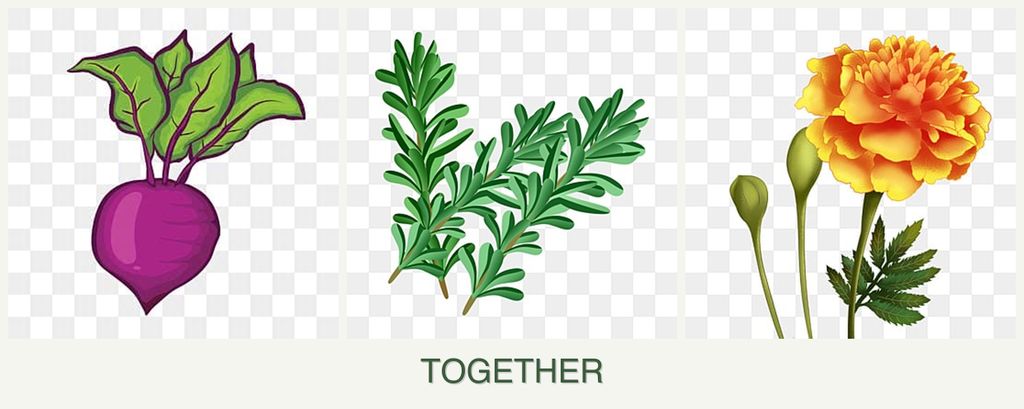 Can you plant beets, rosemary and marigolds together?