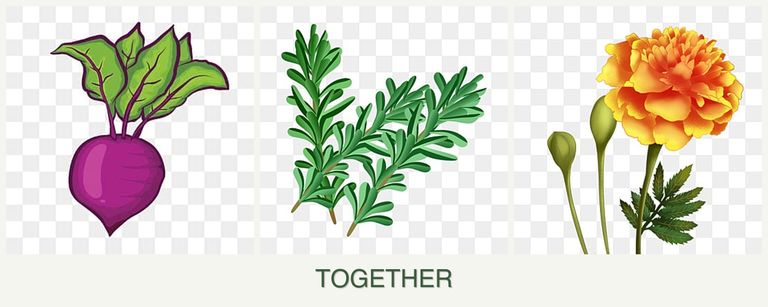 Can you plant beets, rosemary and marigolds together?