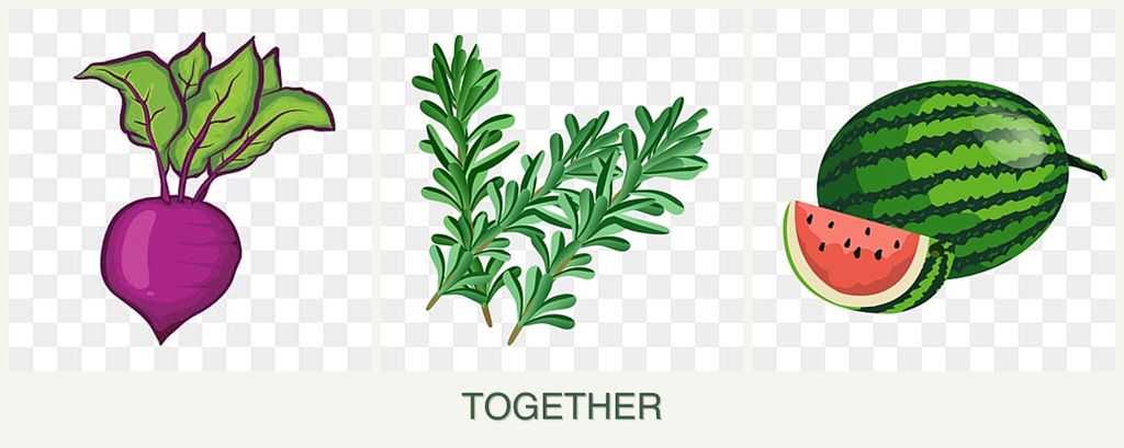 Can you plant beets, rosemary and melons together?