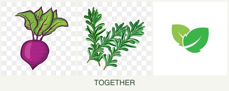 Can you plant beets, rosemary and mint together?