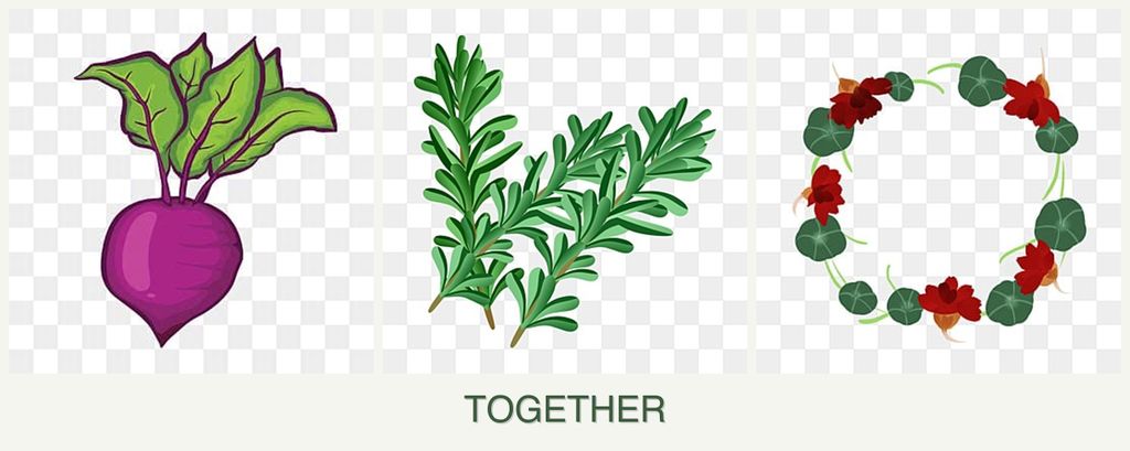 Can you plant beets, rosemary and nasturtiums together?