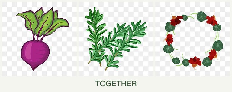 Can you plant beets, rosemary and nasturtiums together?