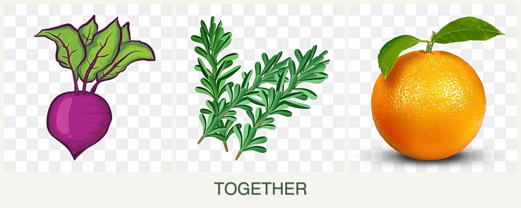 Can you plant beets, rosemary and oranges together?