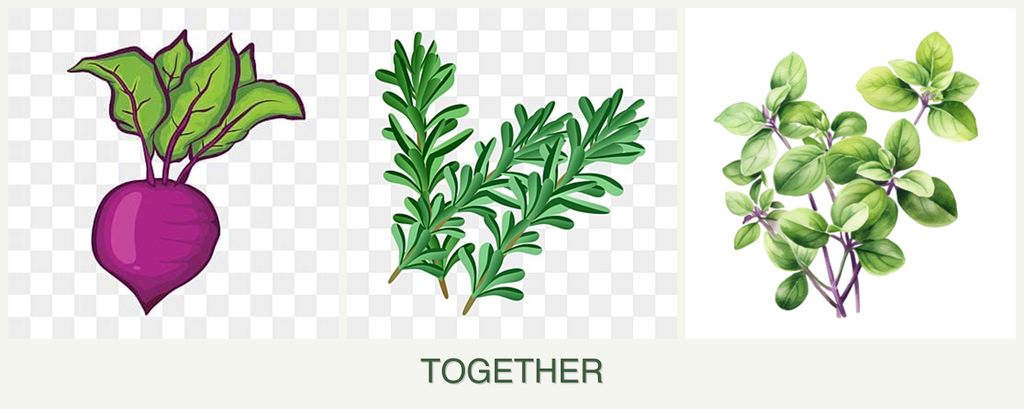 Can you plant beets, rosemary and oregano together?