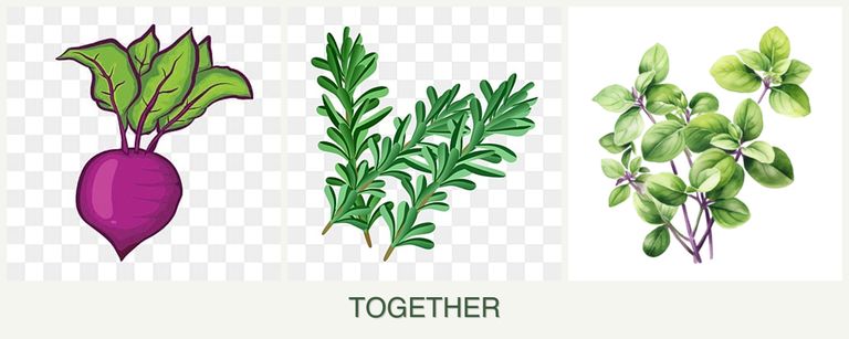 Can you plant beets, rosemary and oregano together?