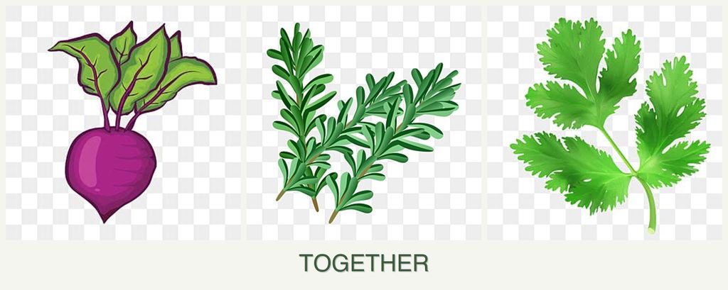 Can you plant beets, rosemary and parsley together?