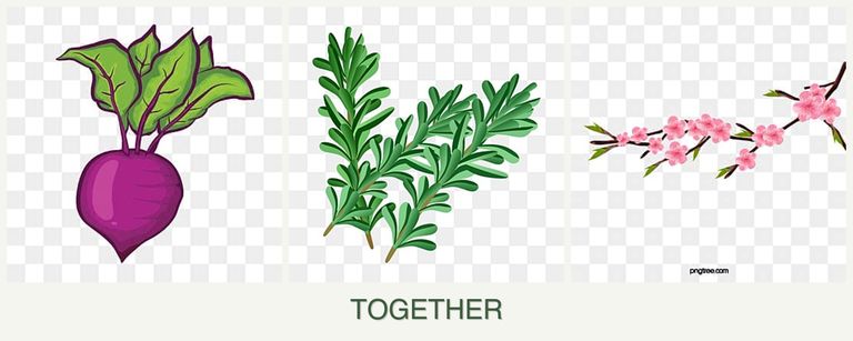 Can you plant beets, rosemary and peaches together?