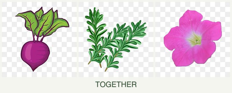 Can you plant beets, rosemary and petunias together?