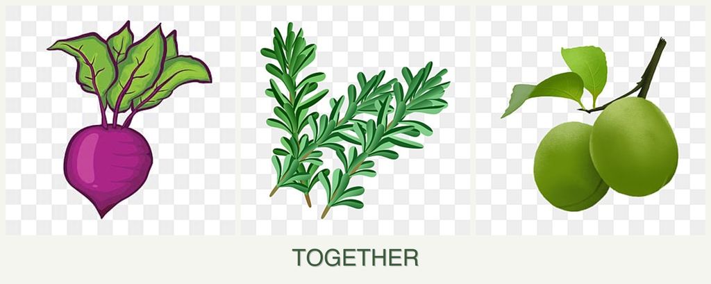 Can you plant beets, rosemary and plums together?