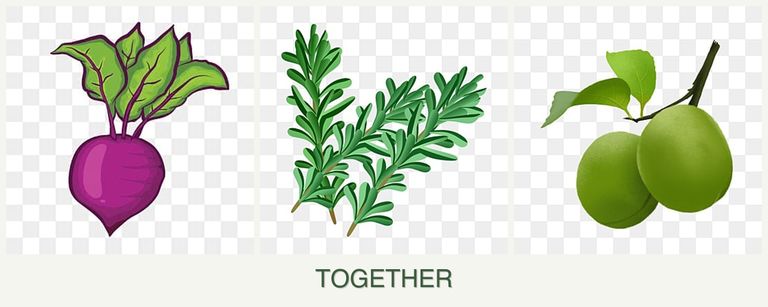 Can you plant beets, rosemary and plums together?