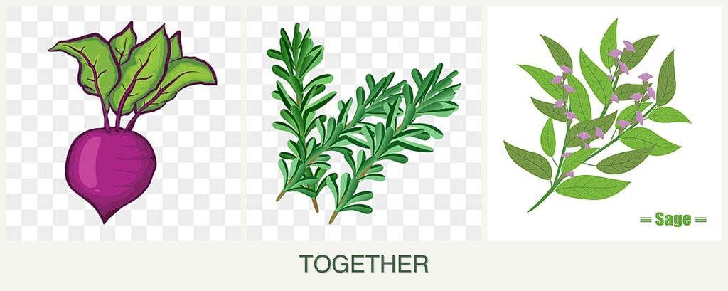 Can you plant beets, rosemary and sage together?