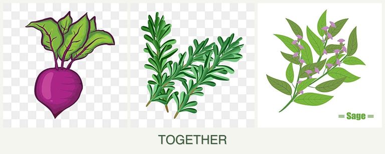 Can you plant beets, rosemary and sage together?