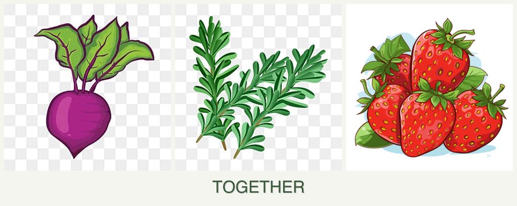 Can you plant beets, rosemary and strawberries together?