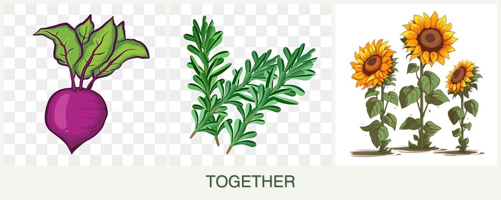 Can you plant beets, rosemary and sunflowers together?