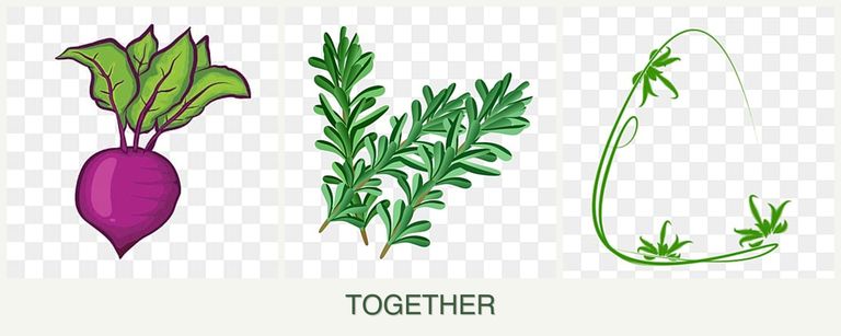 Can you plant beets, rosemary and tarragon together?