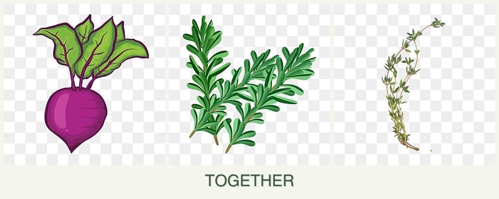 Can you plant beets, rosemary and thyme together?