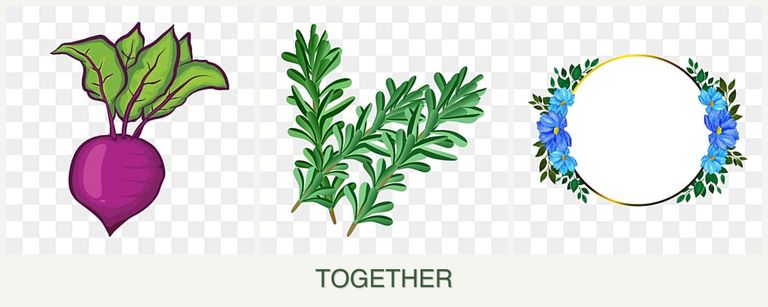 Can you plant beets, rosemary and zinnias together?
