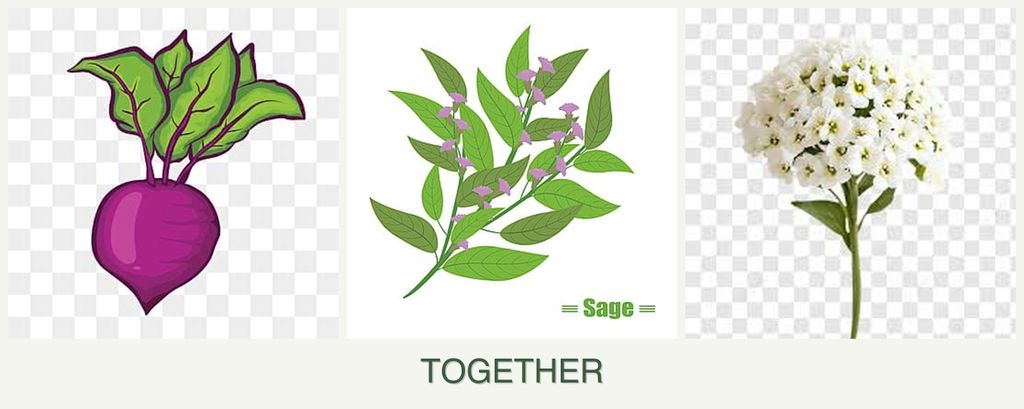 Can you plant beets, sage and alyssum together?