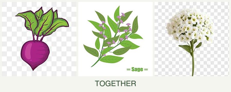 Can you plant beets, sage and alyssum together?