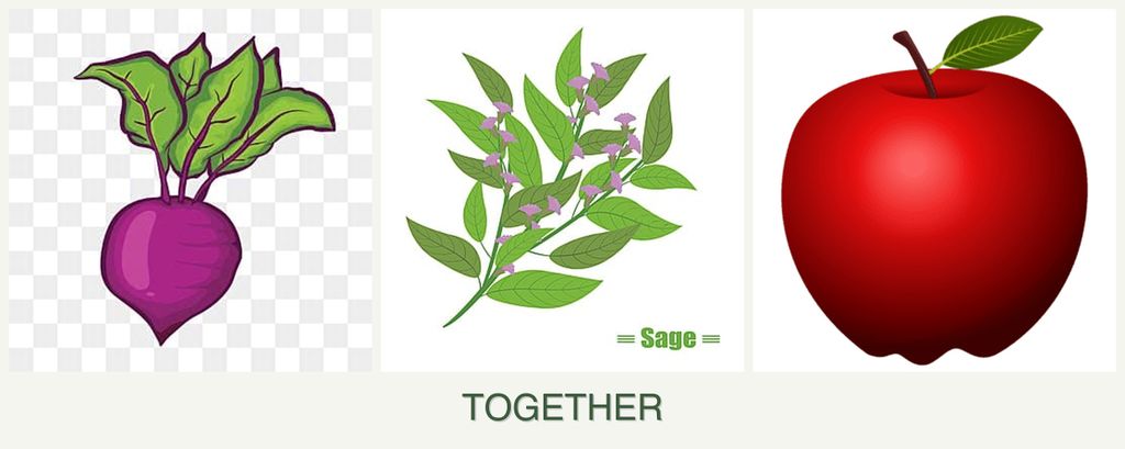 Can you plant beets, sage and apples together?