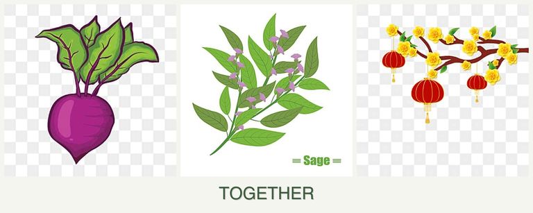 Can you plant beets, sage and apricots together?