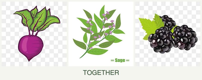 Can you plant beets, sage and blackberries together?