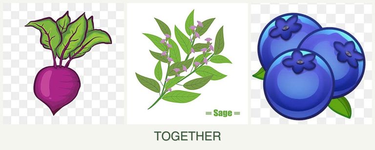 Can you plant beets, sage and blueberries together?