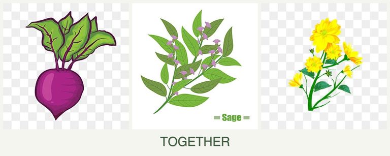Can you plant beets, sage and calendula together?