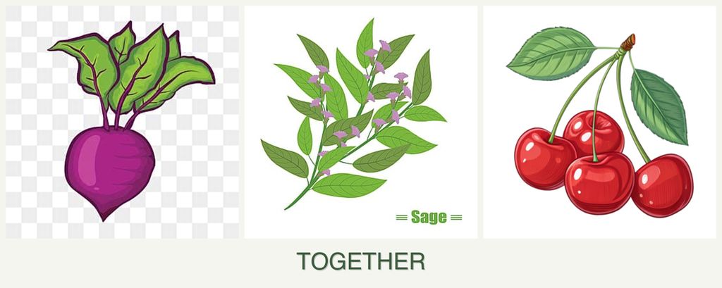 Can you plant beets, sage and cherries together?