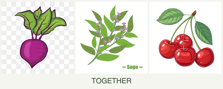 Can you plant beets, sage and cherries together?