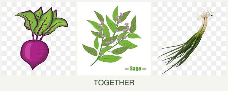 Can you plant beets, sage and chives together?
