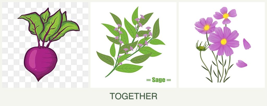 Can you plant beets, sage and cosmos together?