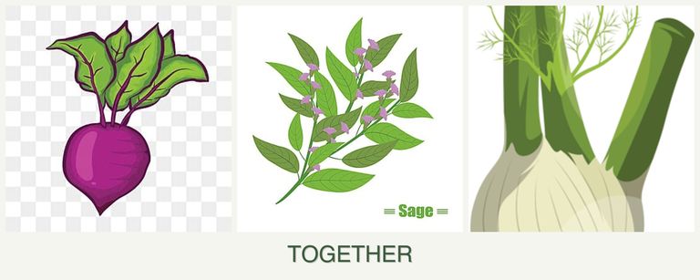 Can you plant beets, sage and fennel together?