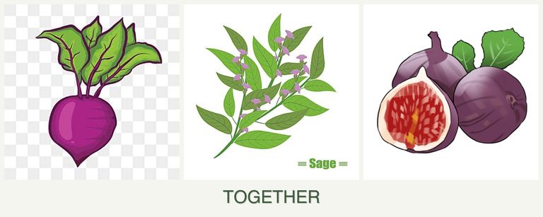 Can you plant beets, sage and figs together?