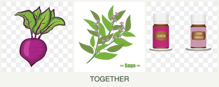 Can you plant beets, sage and geraniums together?