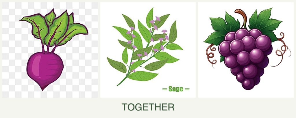 Can you plant beets, sage and grapes together?